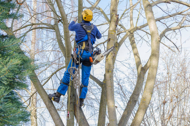 Best Emergency Tree Removal  in Sparta, TN