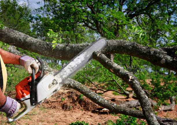 How Our Tree Care Process Works  in  Sparta, TN